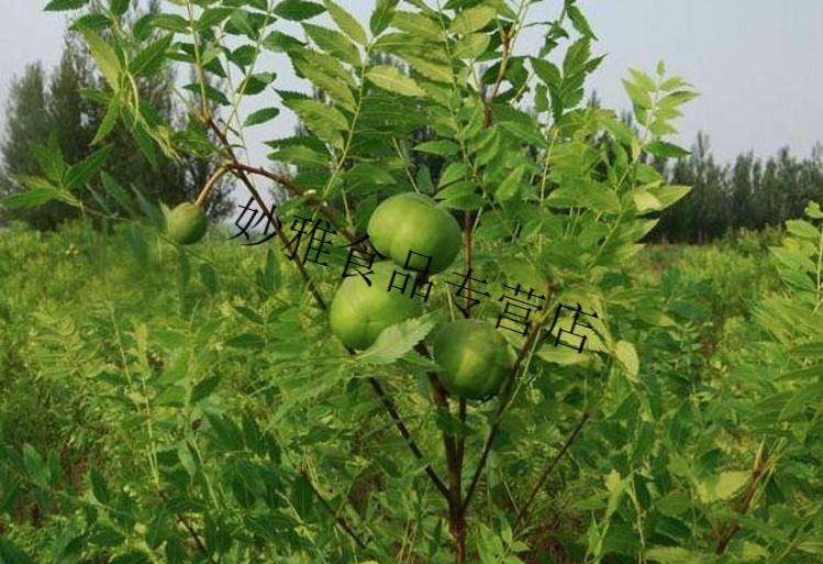 文冠果茶 文冠果茶文冠茶文冠果叶茶嫩叶 100g/罐【图片 价格 品牌