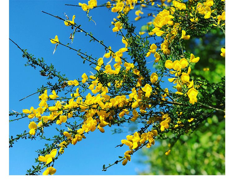 盆栽花苗耐寒植物黃金雀花卉庭院陽臺喜光花卉綠植 金雀兒(220#盆栽苗