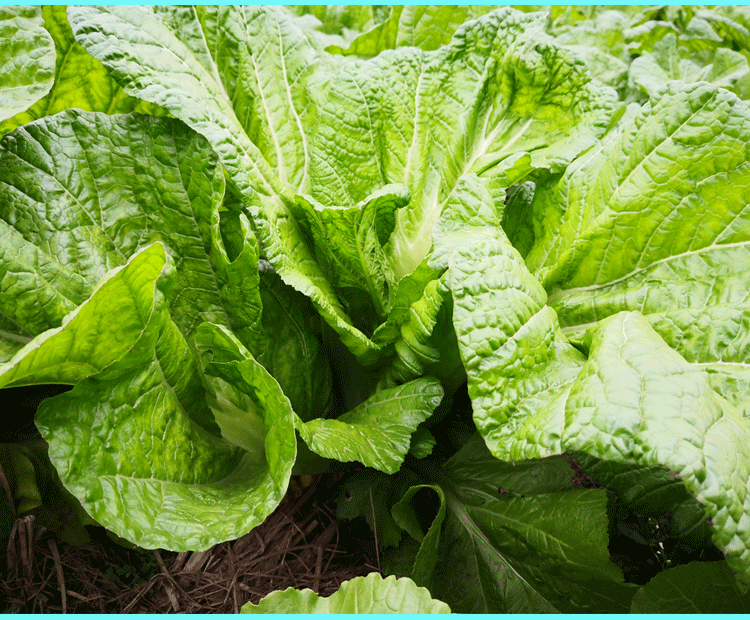 老酸菜专用原料四川新鲜泡青菜酸菜鱼泡酸菜大叶青菜宽帮青菜359斤可