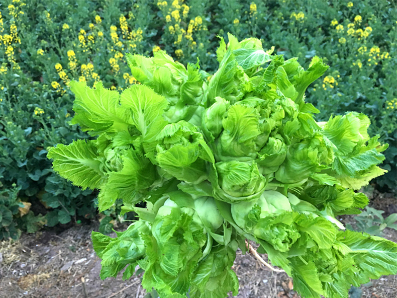 永嘉酸甜榨菜鲜嫩脆腌制泡菜九头菜大头菜抱子芥抱温州儿菜娃娃菜
