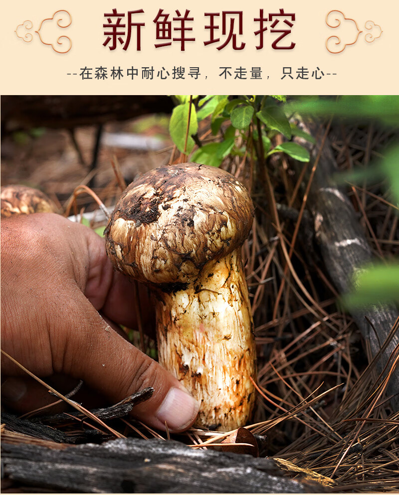 松茸新鲜云南菌松树蘑菇松茸鲜(出口级7-9cm) 7-9cm【出口级】 500g