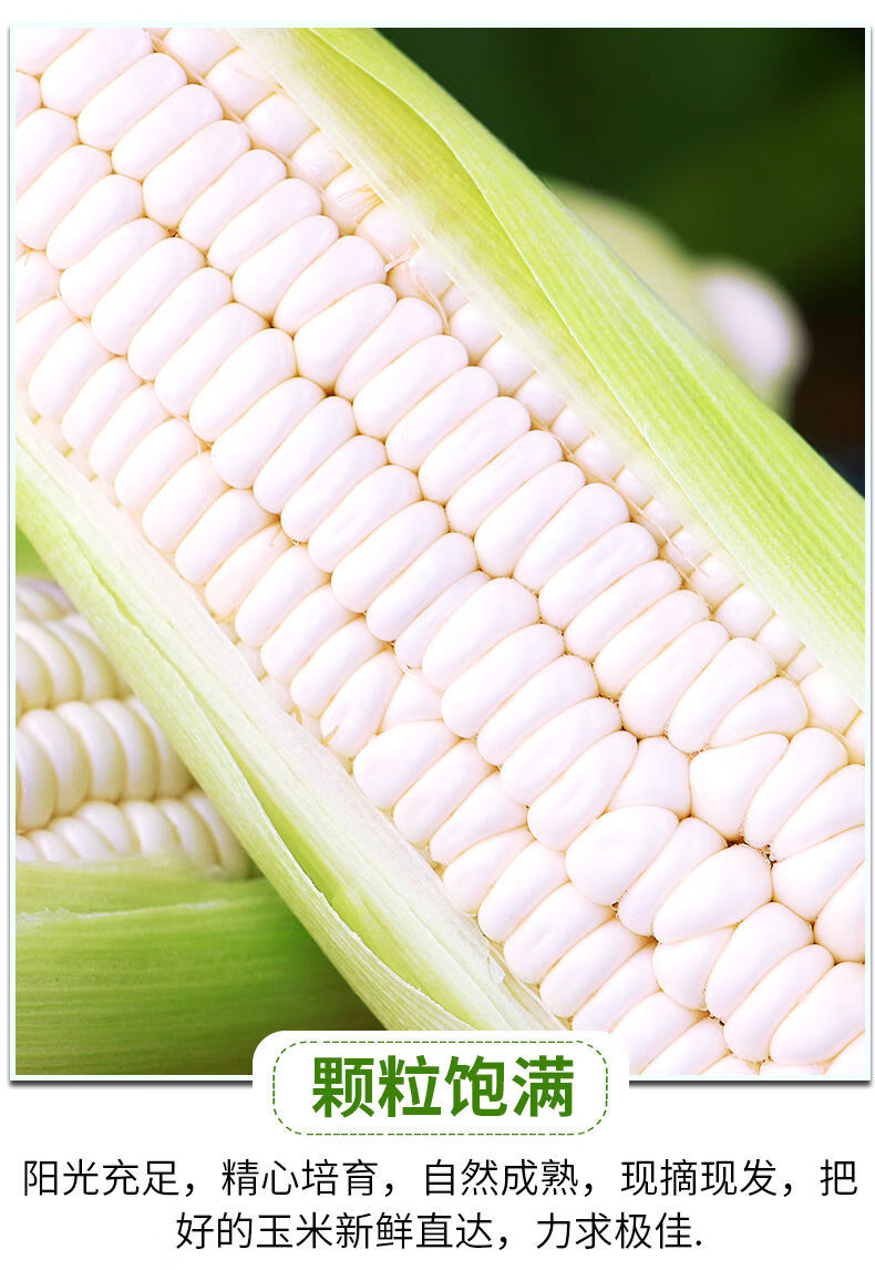 云南牛奶白糯玉米新鲜应当季现摘苞谷水果爆浆甜嫩白玉米棒整箱精选3