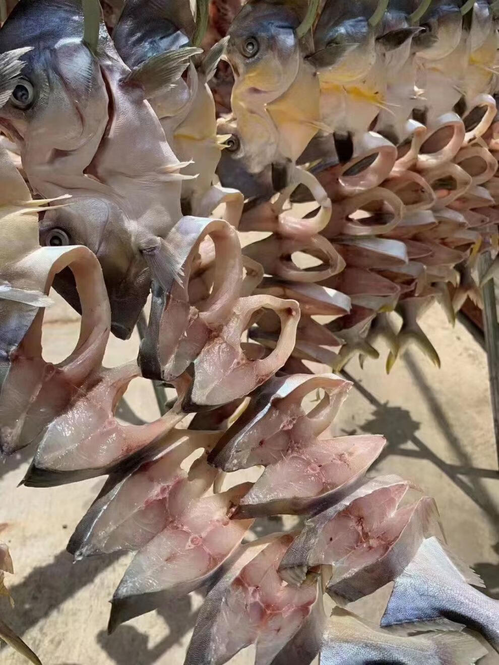 湛江特产金鲳鱼干淡盐一夜埕咸鱼大金昌鱼干天然金仓鱼3条装康如四云