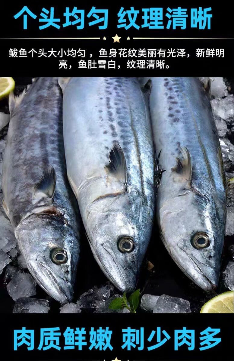 马鲛鱼燕鲅鱼鱼段黄鰤鱼黄金鲅鱼冰鲜速冻野生大鲅鱼深海大鱼海鱼马鲛