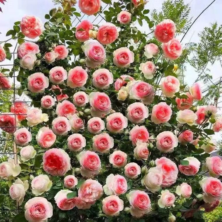 开花重瓣大花藤本月季爬墙庭院阳台玫瑰花种子 混装品种【五彩缤纷】