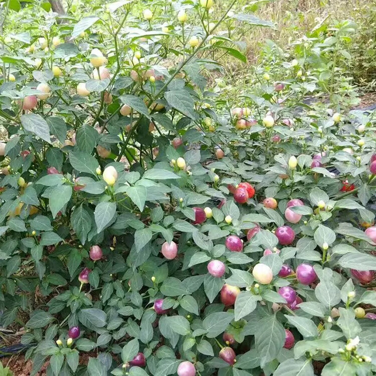 泡椒珍珠七彩椒種孑盆栽蔬菜種子四季播 美人椒辣椒f1原裝100粒【圖片