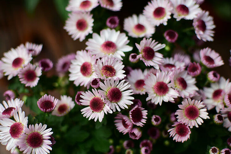菊花盆栽花卉大苗重瓣雏菊千头菊乒乓菊庭院花园阳台植物耐寒 黄绿色