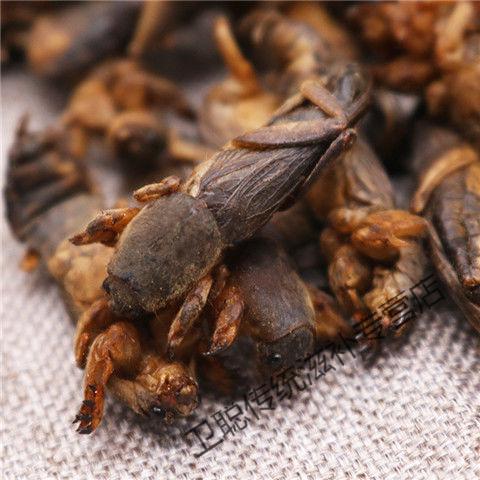 凯史甘斯蝼蛄干中药材材土狗子野生拉姑粉精选整个可磨粉售其它动药材