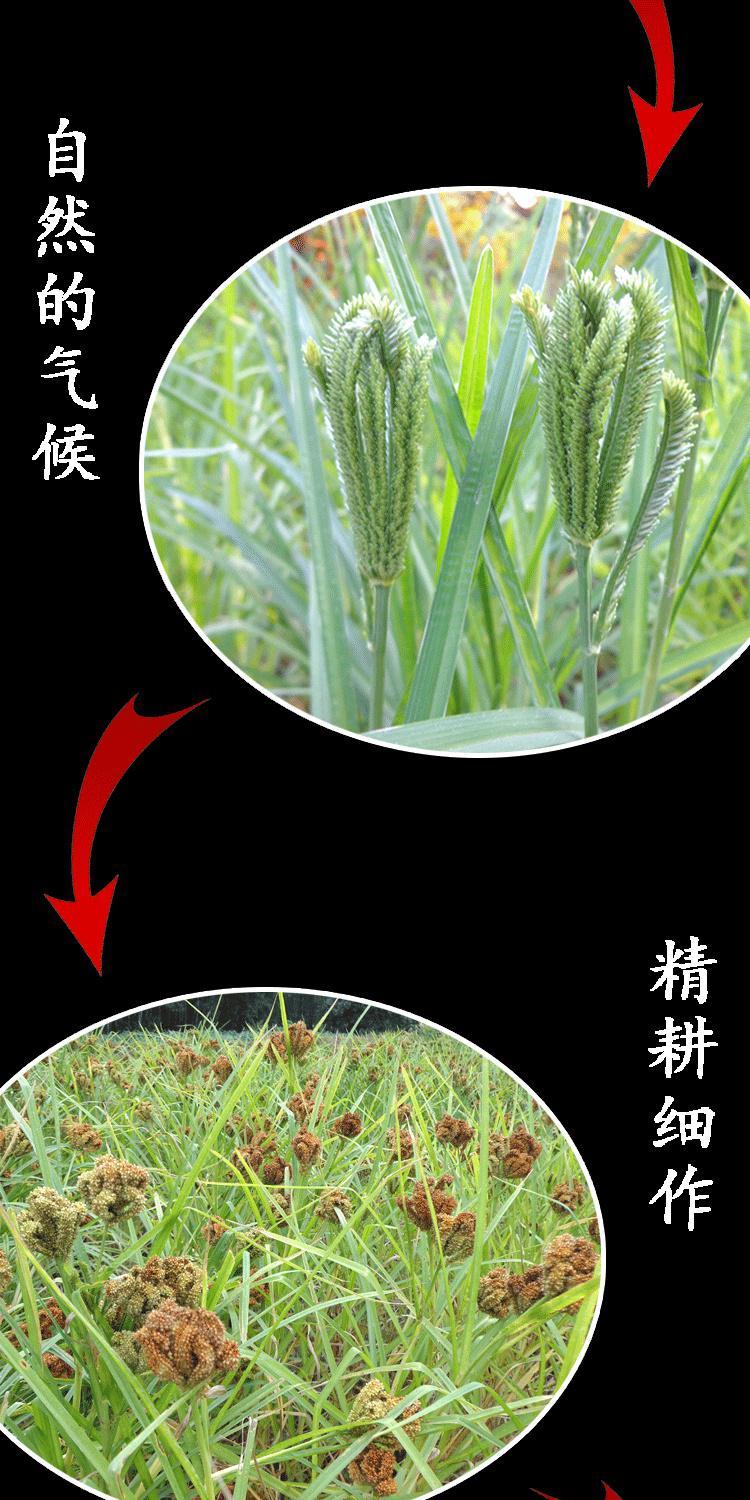 橙伯乐 广西容县特产农家粟米龙爪粟米粉拳头粟米粒枕头穇子 实惠5斤