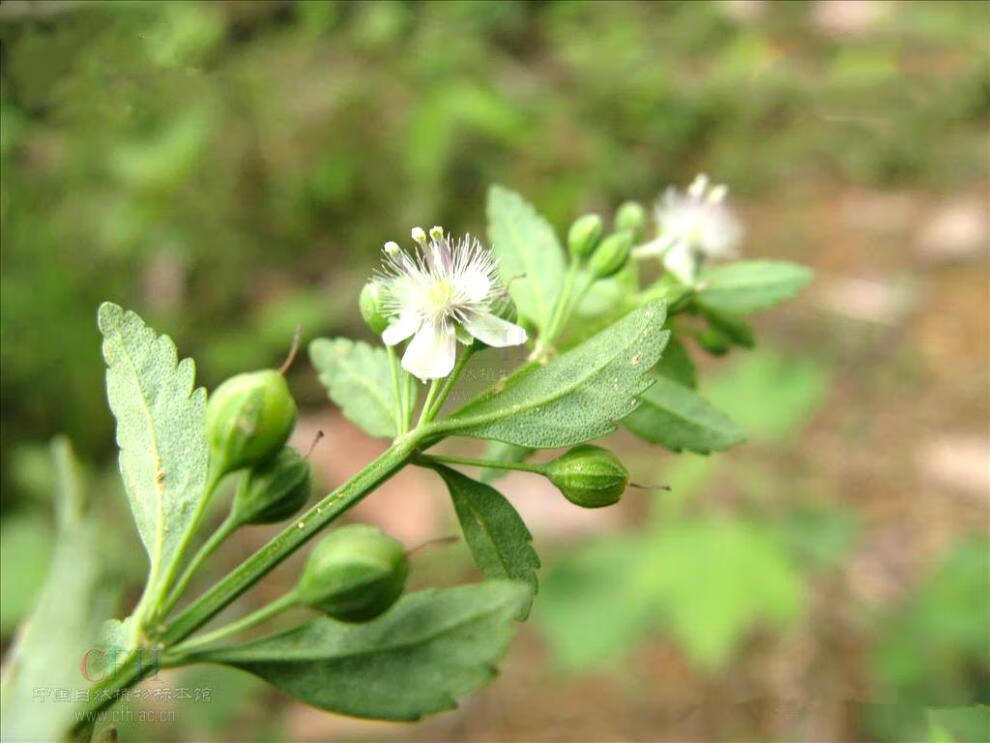 冰糖草 广西野生 500g 土甘草 新货 珠子草 四时茶 节节珠