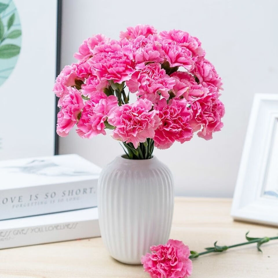 康乃馨鲜花真花康乃馨鲜花云南直发真花 送妈妈生日鲜花家用水养 单头