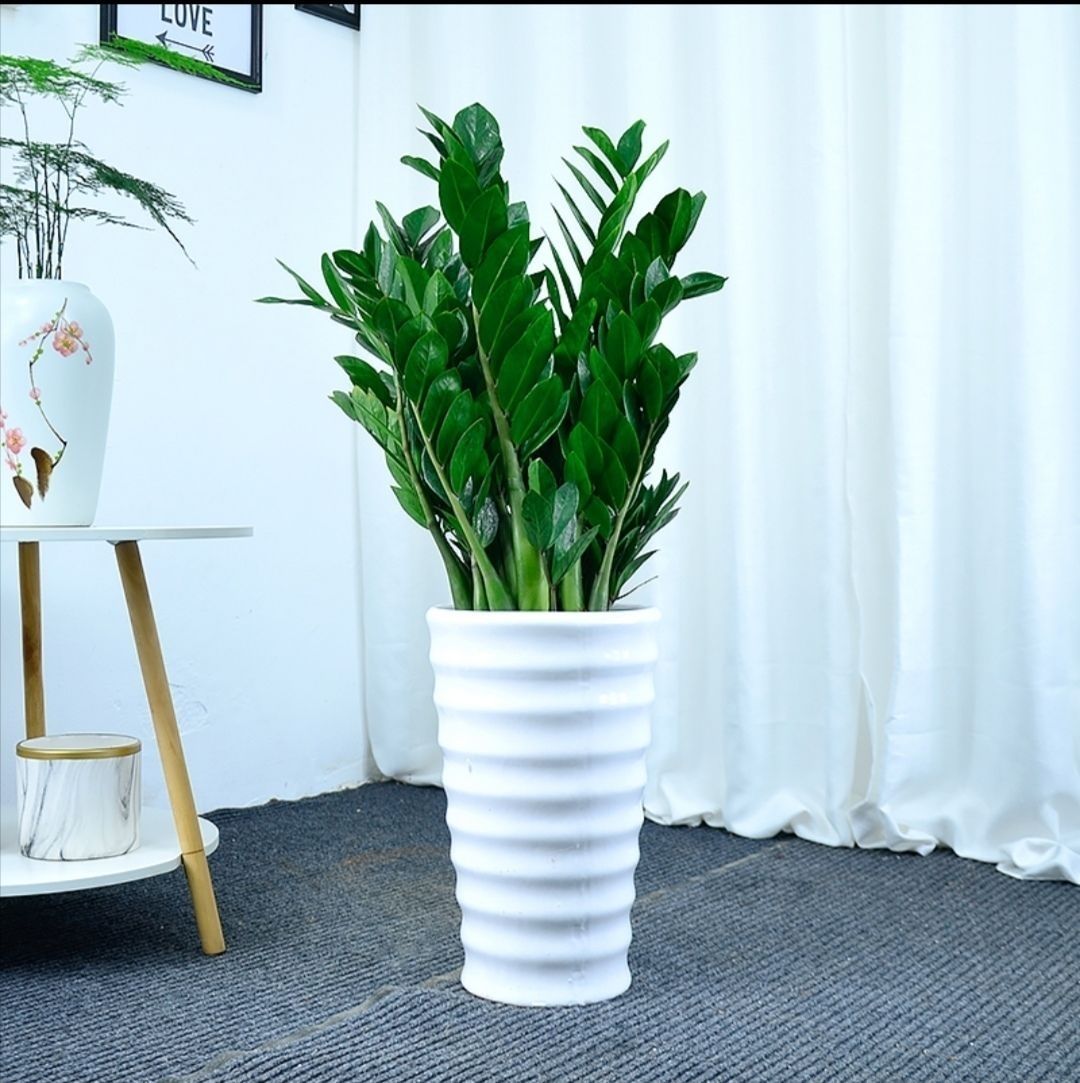 轻奢金钱树盆栽绿植室内大型绿植抖音网红sn8779一帆风顺盆5060cm7株