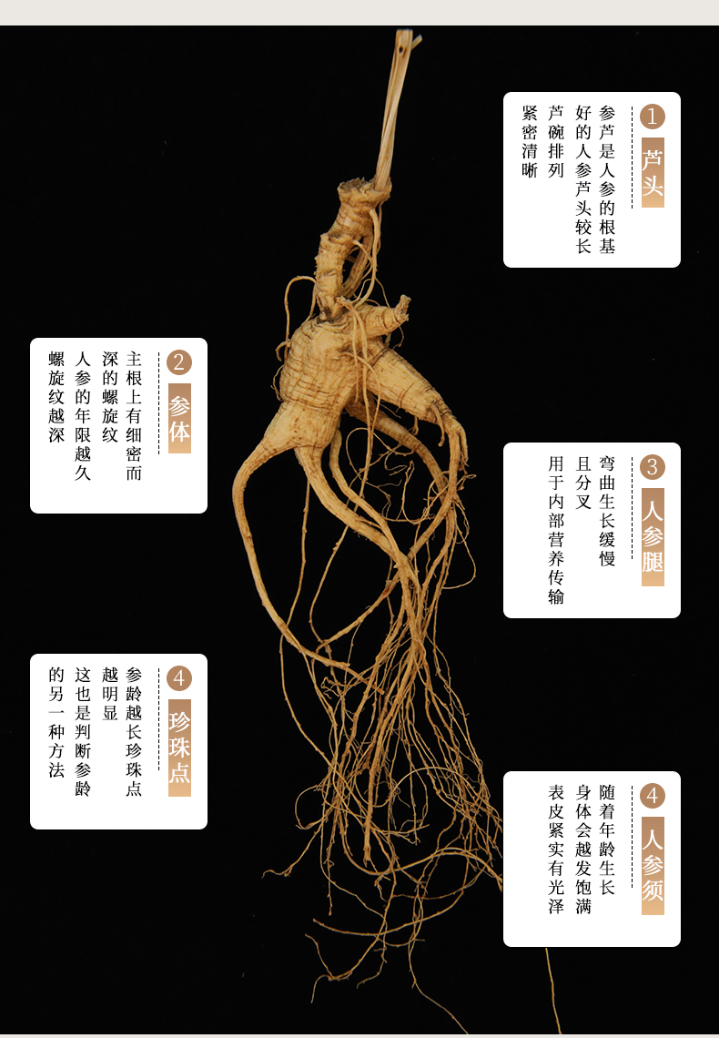 同仁堂野山参15年以上长白山籽海老山参礼盒东北林下人参泡酒煲汤参25