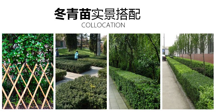冬青树苗大叶黄杨苗 冬青苗 庭院绿篱围墙篱笆苗四季青绿化苗 10-20