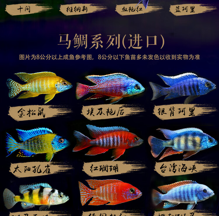 3-5cm闪电战神5条【图片 价格 品牌 报价】-京东