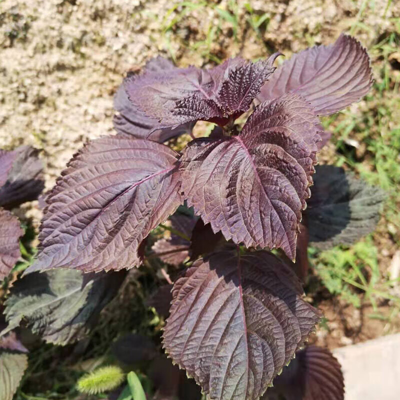 野生紫苏叶紫苏叶干食用紫苏叶泡茶香料泡脚500克【图片 价格 品牌