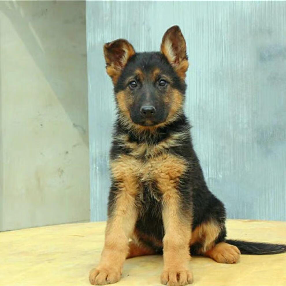 宠以沫 纯种德国牧羊犬狼狗弓背黑背警犬军犬幼犬活体宠物狗 德牧公