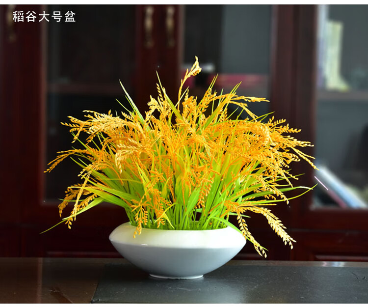 盆栽水稻成熟图片图片