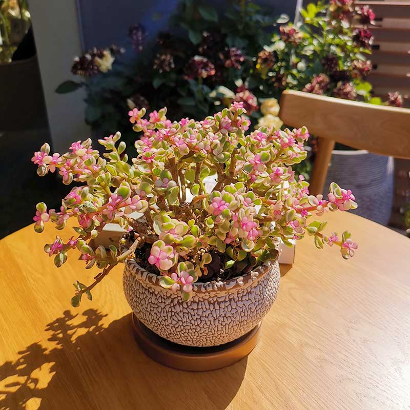 多肉植物老桩雅乐之舞盆景室外阳台窗台耐旱花 雅乐之舞【1加仑】 不