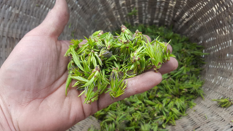 酒滋农 品质张家界杜仲雄花杜仲雄花茶男性雄花杜仲茶帮代磨粉 200g【