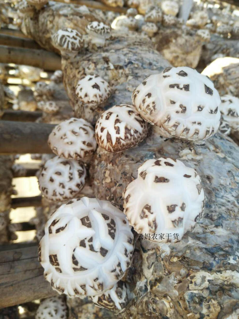 天白花菇 非原椴木野生农家新货香菇干货厚肉蘑菇【图片 价格 品牌