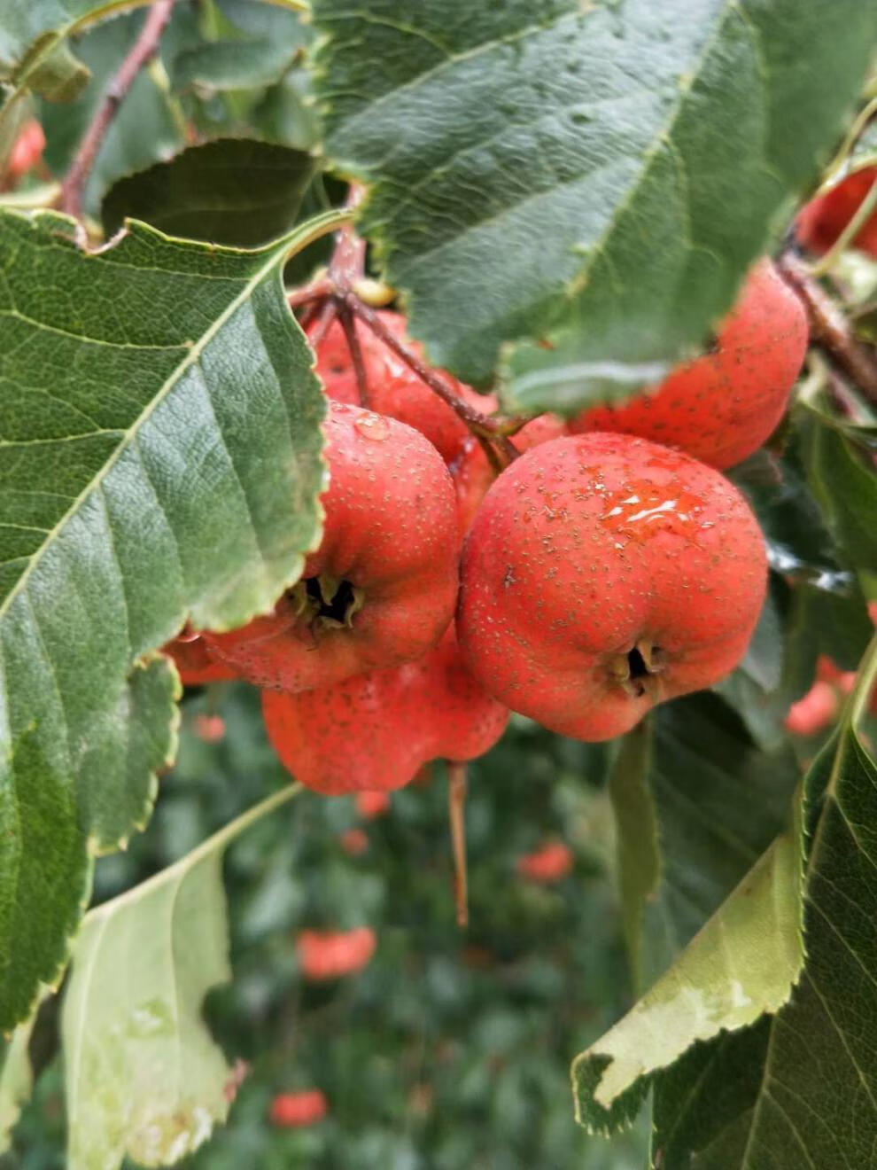 新鲜山楂果红果山里红特大纯生开胃水果糖葫芦泡水批发山楂果新鲜精选
