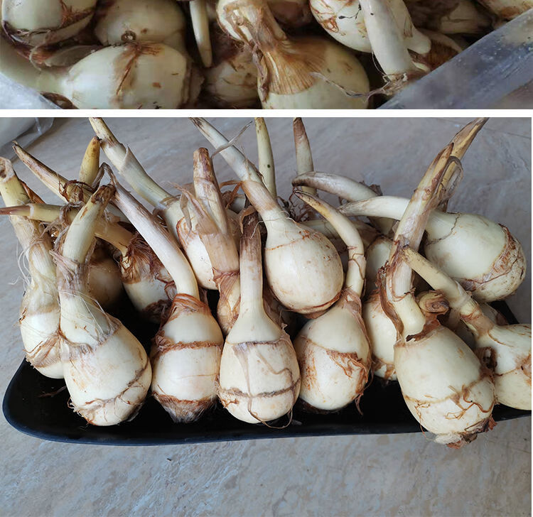 新鲜茨菇白茨菇现挖现发农家自种白茨菇 粉糯茨菰白马蹄 5斤装 粉糯中