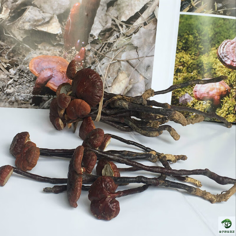 品名:野生小红灵芝,喜热灵芝,海南灵芝,弯柄灵芝,野生灵芝王伟博更多
