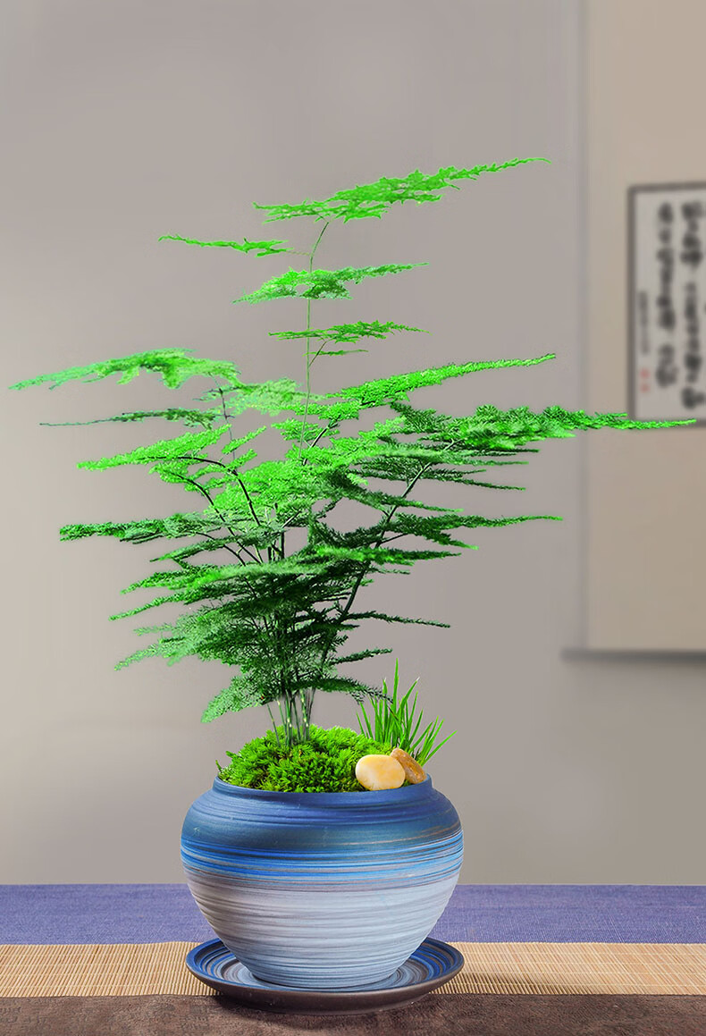 文竹盆栽创意微景观盆景植物室内净化空气桌面造型四季常青小绿植