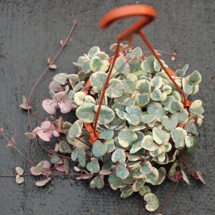 爱之蔓一寸心藤蔓多肉植物一串心吊兰盆栽心型叶子吊兰爱之蔓锦1盆10