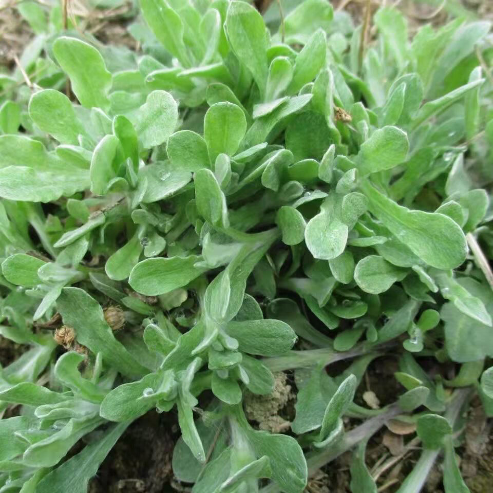 現貨鼠麴草新鮮清明草艾草清明菜現挖鼠耳草田艾草蔬菜批發淨重2斤