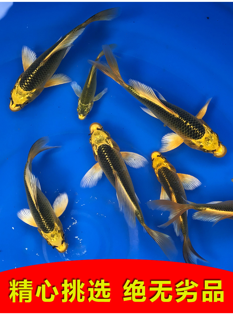 纯种龙凤 火凤凰锦鲤蝴蝶鲤 金松叶淡水冷水观赏鱼活体长尾 火凤凰