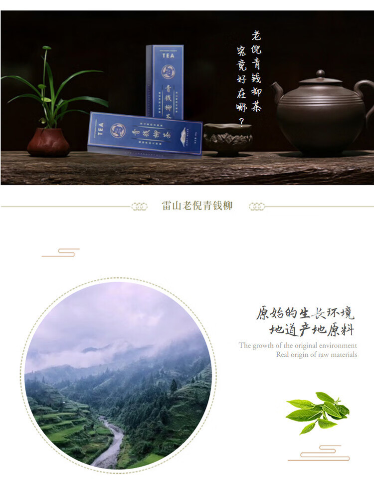 贵州雷山老倪青钱柳茶野生青钱柳茶古树养生茶金钱柳买21买32