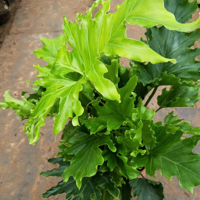 御卉阁春雨盆栽春芋盆栽大型绿色盆栽植物四季常青喜水适合放卫生间