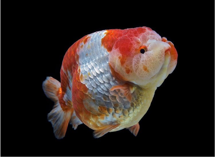 cmcm兰寿金鱼活鱼精品奶牛玉兔潘氏兰寿苗纯种蓝瘦观赏鱼好养耐活小鱼