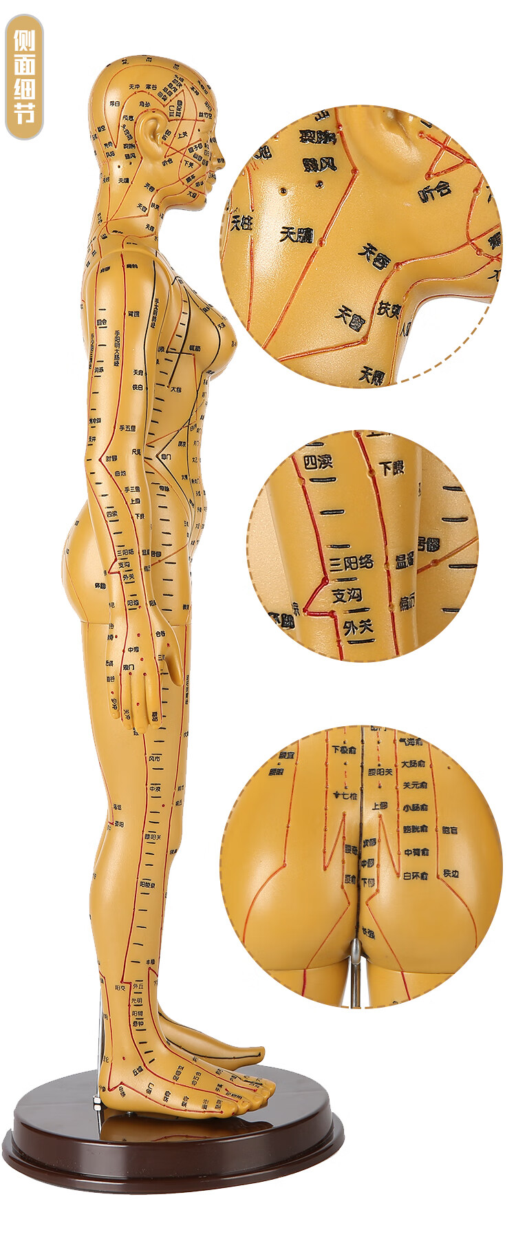 高博士(gaoboshi)人体针灸模型经络穴位中医全身十二铜人模特图小人