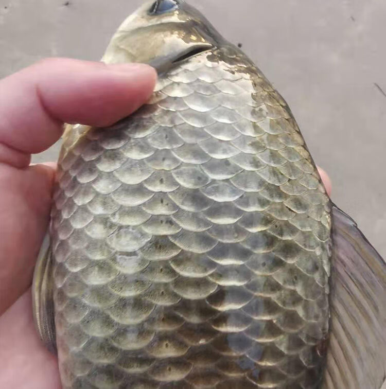 鲫鱼新鲜现杀孕妇月子下奶炖汤中老年淡水鱼二三王牛真空5斤装一斤68