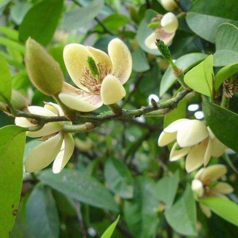 含笑花苗浓香型花卉带花苞室内阳台耐寒四季常青植物含笑花盆栽 精选6