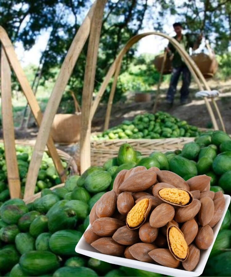 新货香榧子诸暨特产枫桥香榧果袋装净重散装坚果香榧一斤250g2袋