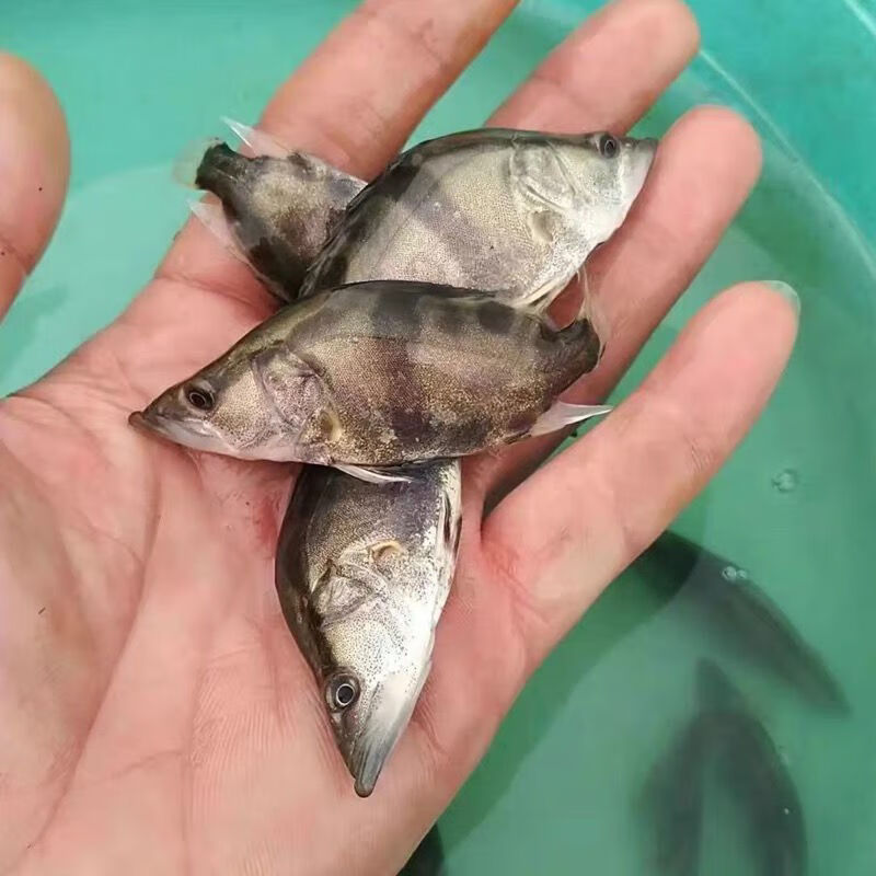 2021鳜鱼苗 桂鱼苗 桂花鱼苗淡水翘嘴鳜鱼苗肉食性路亚季花鱼贵鱼cma