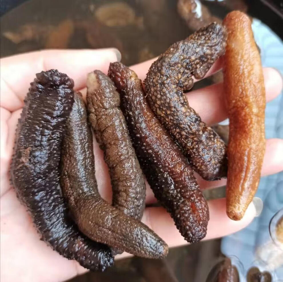 印尼野生白刺参刺秃参猪婆参白赤参海参干货淡干刺参 十年白刺参500g