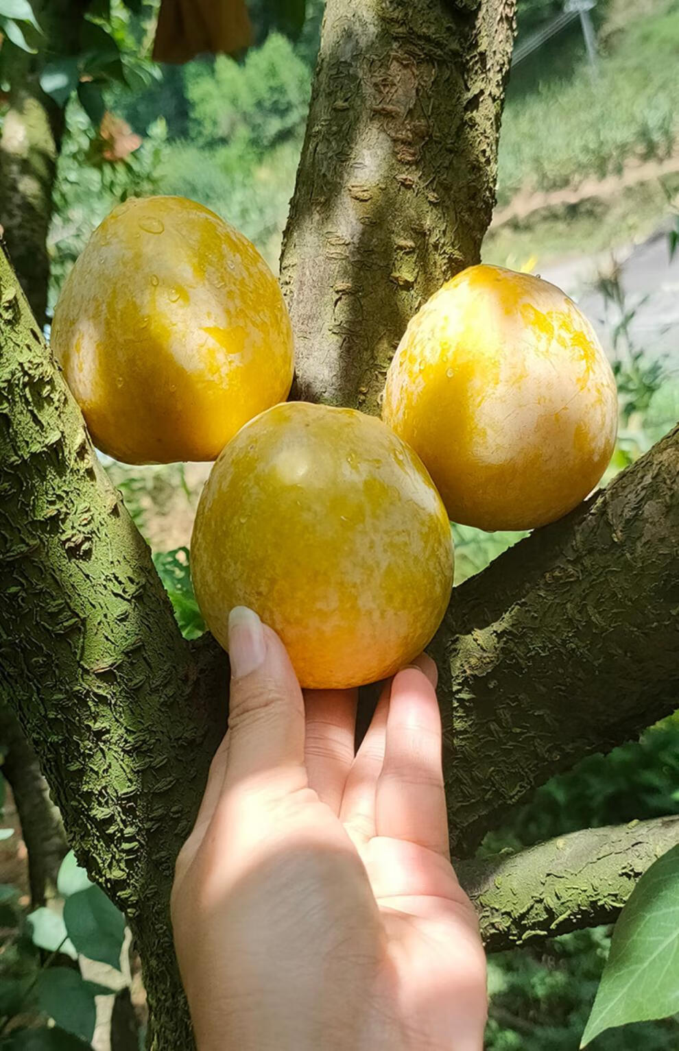 【出口级品质-冷链运输】正宗九峰山黄金奈李 10斤新鲜现摘水果蜂蜜脱