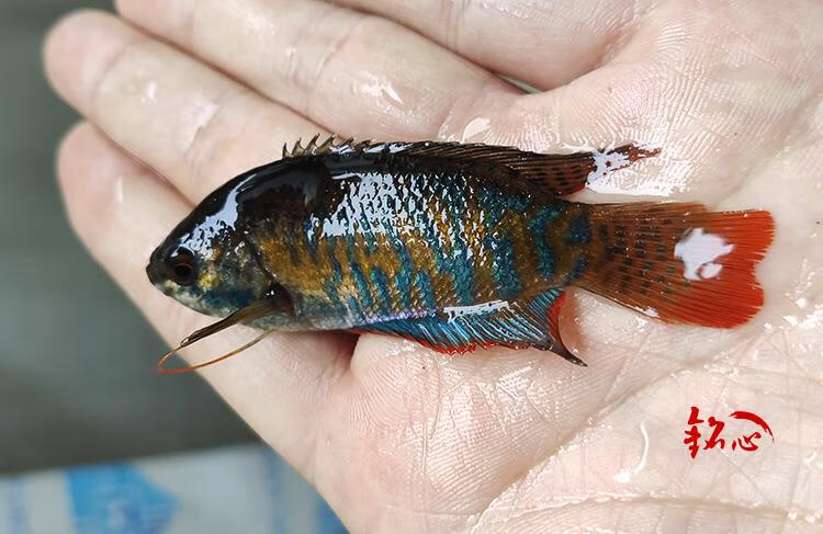 普叉中國鬥魚本地花手巾藍彩血紅花麗麗活體淡水冷水觀賞魚 藍曼龍8