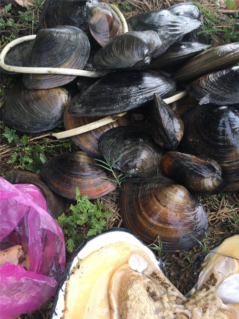 洞庭湖鲜鲜活淡水蚌壳肉湖南特产新鲜洗净纯肉天然河蚌一斤 然河蚌