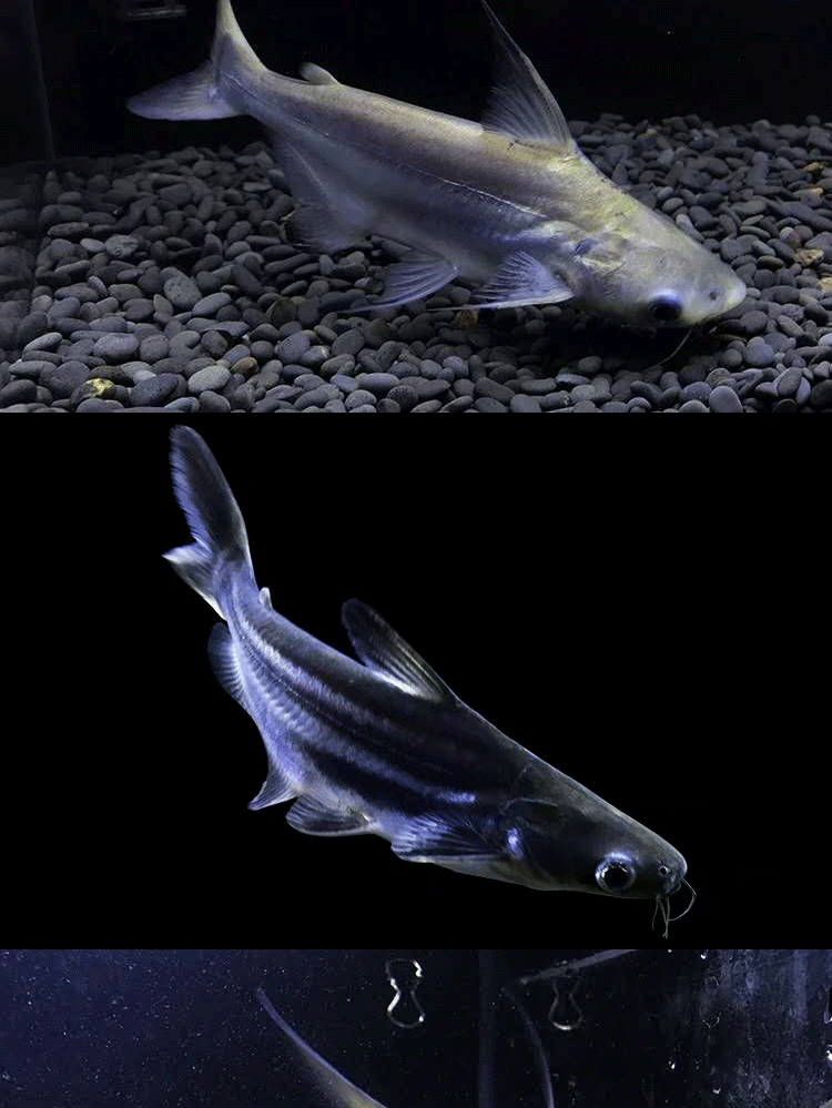 萌萌哒成吉思汗鲨鱼活鱼大白鲨大型虎鲨宠物鱼凶猛巨型淡水蓝鲨观赏