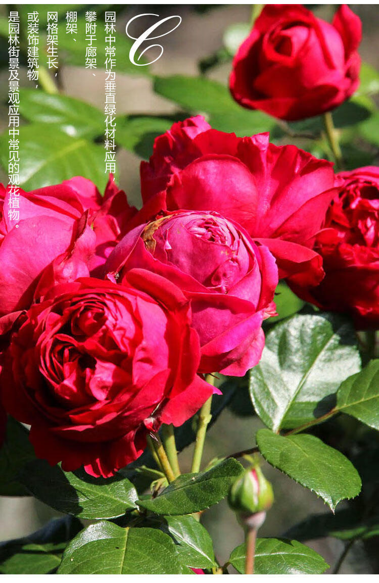 进口法国玫昂大花藤本月季花苗 红龙 多头多季四季开花带花苞发货