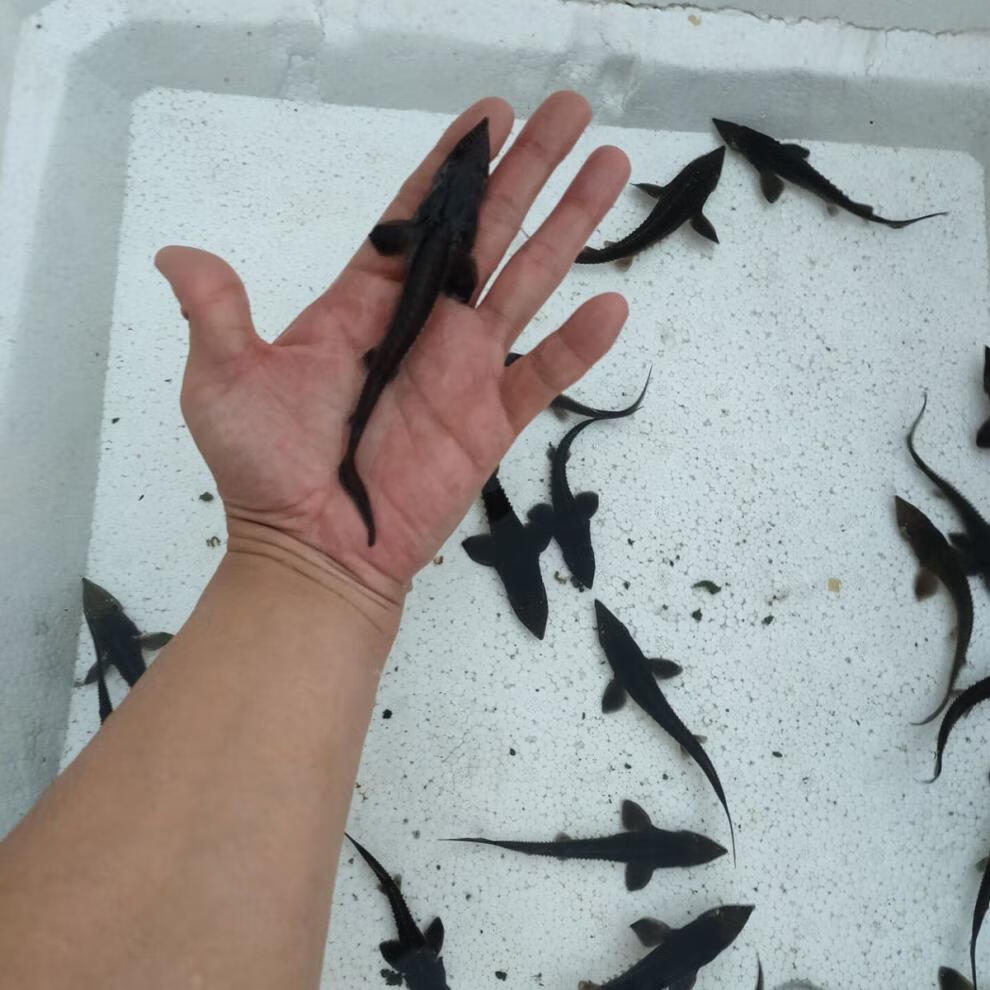 鱼鲟龙鱼观赏鱼鲟鱼苗活体清道夫鱼缸苗冷水鱼锦鲤鱼淡水鲨鱼 8-10