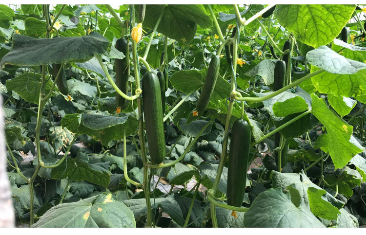 水果黄瓜蔬菜种孑早春四季下半年菜种菜籽种大全田园农家花种籽子 津