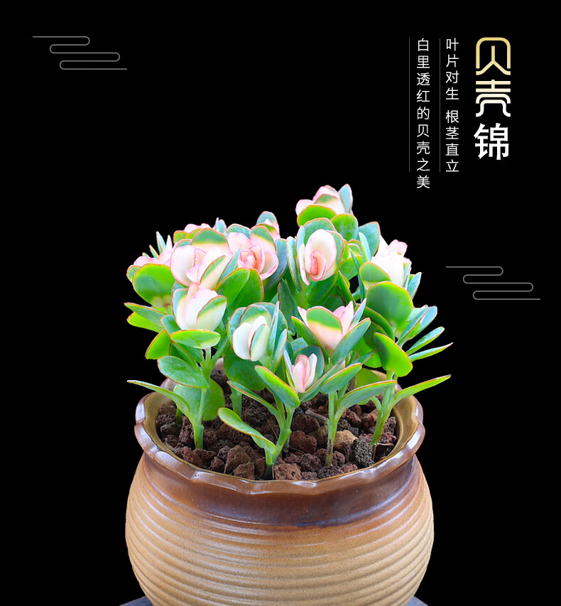 涞思芊【品质保证】贝壳锦多肉植物彩色白姬之舞多肉花卉盆栽成品栽好