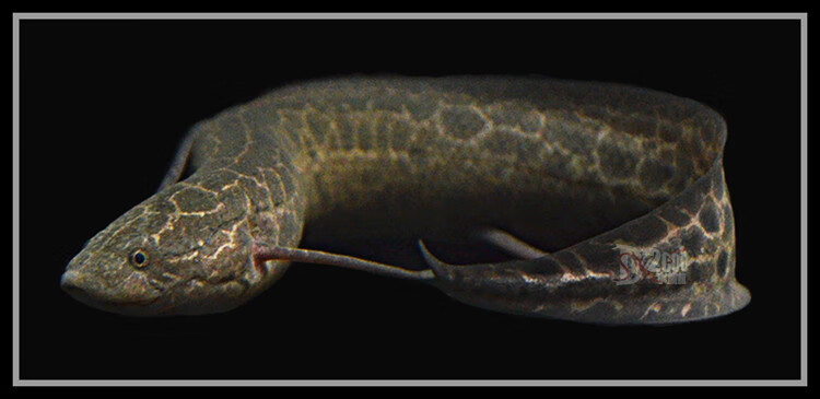 萌萌哒维多利亚肺鱼非洲肺鱼肺鱼星点肺侏儒肺龙虎配鱼观赏鱼活体淡水